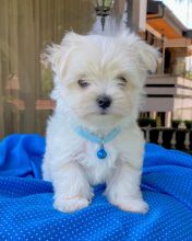 Healthy male and female Maltese puppies ready for adoption