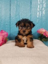 Yorkshire Terrier (Yorkie)