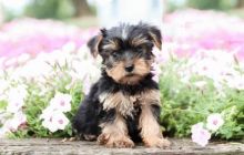 Yorkshire Terrier (Yorkie)