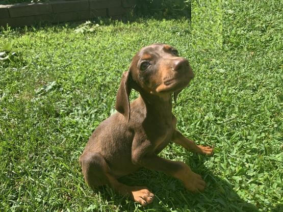 Doberman Pinscher Image eClassifieds4u