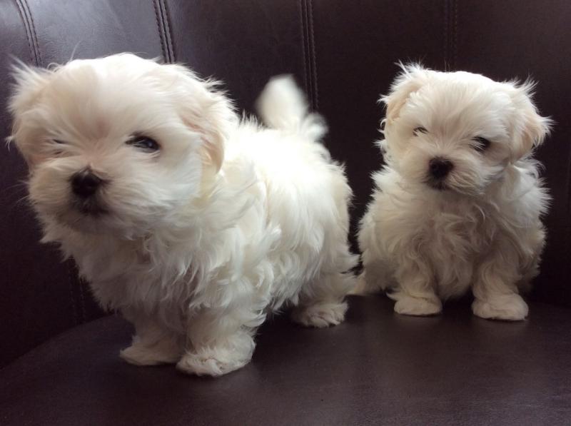 Maltese Image eClassifieds4u