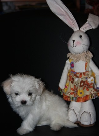 Maltese Image eClassifieds4u