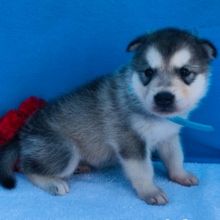 Alaskan Malamute