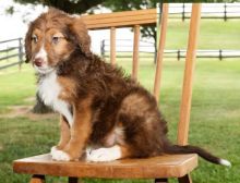 Aussiedoodle