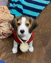 Healthy male and female Beagle puppies for adoption