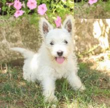 West Highland White Terrier (Westie)