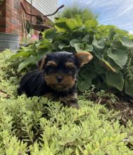 Yorkshire Terrier (Yorkie)