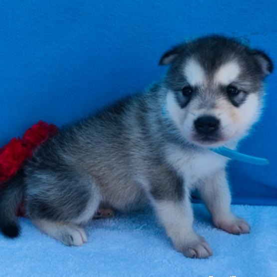 Alaskan Malamute Image eClassifieds4u