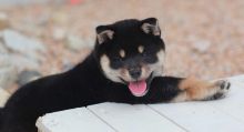 cute playful Male and female shiba Inu puppies . Image eClassifieds4U