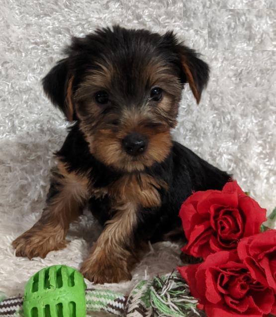 Yorkshire Terrier (Yorkie) Image eClassifieds4u