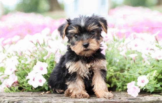Yorkshire Terrier (Yorkie) Image eClassifieds4u