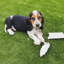 Basset Hound Puppies Ready For Their New Home