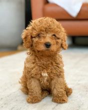 CAVAPOO PUPPIES AVAILABLE FOR FREE ADOPTION