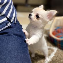 CHIHUAHUA PUPPIES READY FOR THEIR NEW HOME