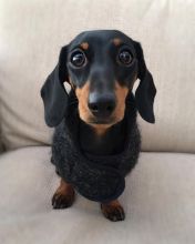 Dachshund Puppies For Adoption