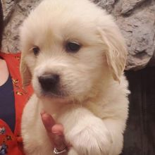 Golden Retrievers Puppies For Adoption