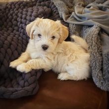 HAVANESE PUPPIES AVAILABLE FOR FREE ADOPTION