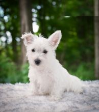 West Highland White Terrier (Westie)