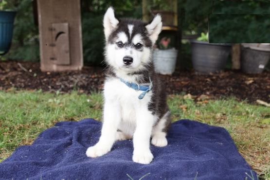 Alaskan Malamute Image eClassifieds4u