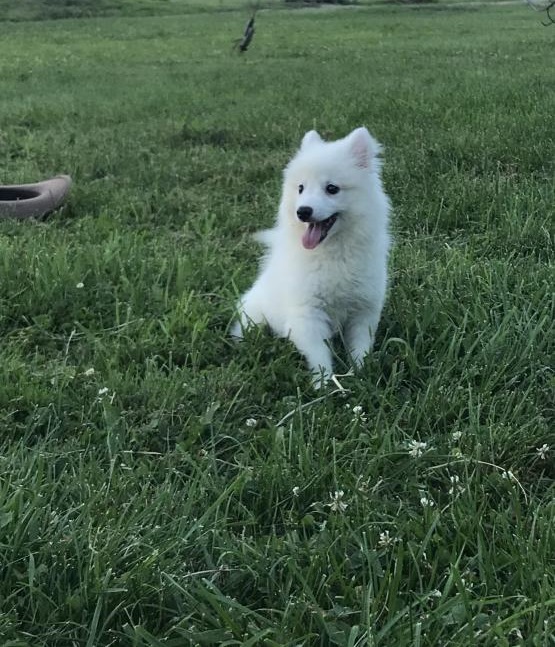 American Eskimo Image eClassifieds4u