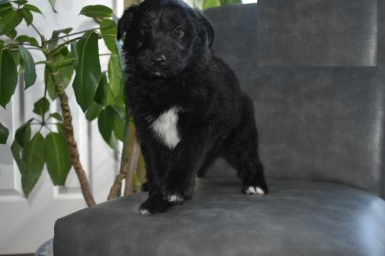 Aussiedoodle Image eClassifieds4u