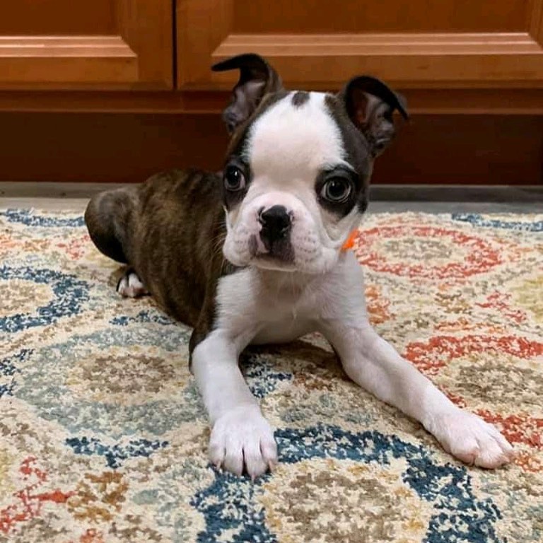 Boston Terrie Puppies For Adoption Image eClassifieds4u