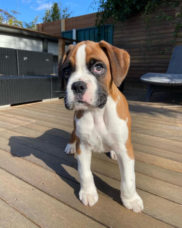 BOXER PUPPIES ARE READY TO GO TO THEIR NEW HOMES Image eClassifieds4u