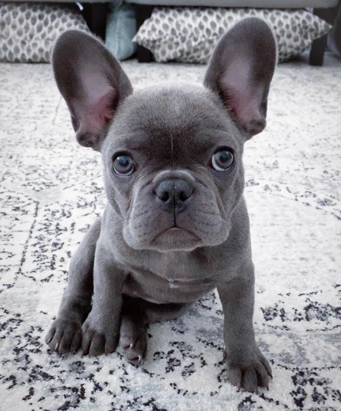 French Bulldog Puppies Ready For Their New Home Image eClassifieds4u