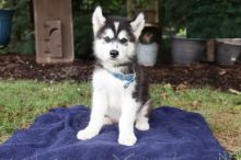 Alaskan Malamute Image eClassifieds4U