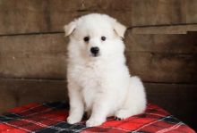 American Eskimo Image eClassifieds4U