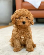 CAVAPOO PUPPIES AVAILABLE FOR FREE ADOPTION Image eClassifieds4U