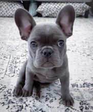 French Bulldog Puppies Ready For Their New Home Image eClassifieds4U