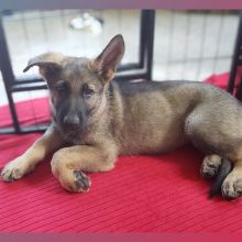 GERMAN SHEPHERD PUPPIES FOR FREE ADOPTION Image eClassifieds4U