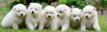 Samoyed puppies now available for sale. Image eClassifieds4u 4
