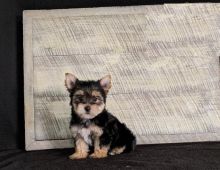 Yorkshire Terrier (Yorkie) Image eClassifieds4U