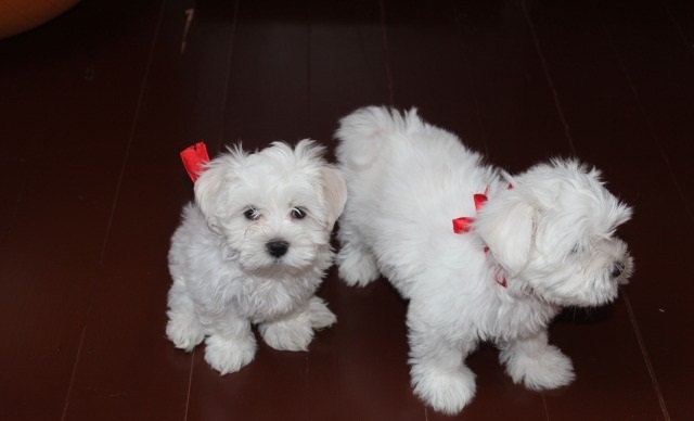 Maltese Image eClassifieds4u