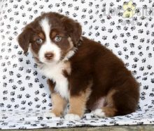 Australian Shepherd