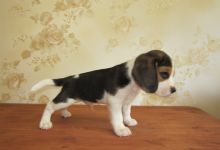 Beagle