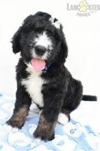 Bernedoodle