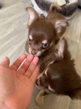 C.K.C MALE AND FEMALE CHIHUAHUA PUPPIES AVAILABLE (neolmarkride@gmail.com)