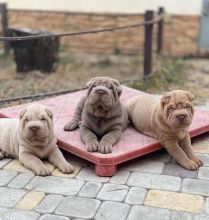 cute shar pei puppies for adoption