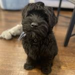 Cute whoodle Puppies Available
