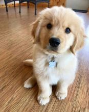 Excellent Golden Retriever Puppies