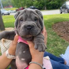 Excellent Shar Pei Puppies