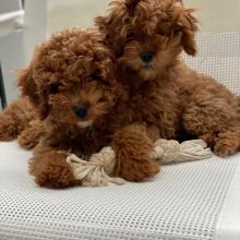 Healthy Male and Female Cavapoo Puppies Available For Adoption (rebecajohnson249@gmail.com)
