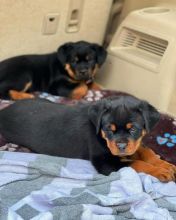 Rottweiler puppies for adoption (lesliehermann6@gmail.com)
