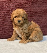 Toy Poodle