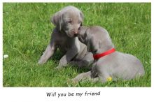 Weimaraner