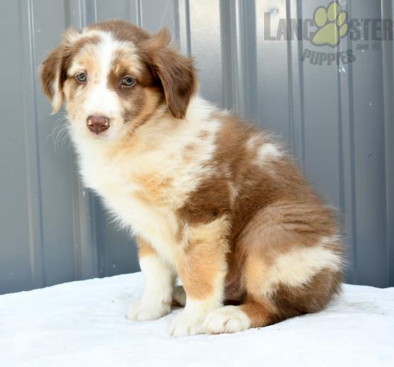 Australian Shepherd Image eClassifieds4u