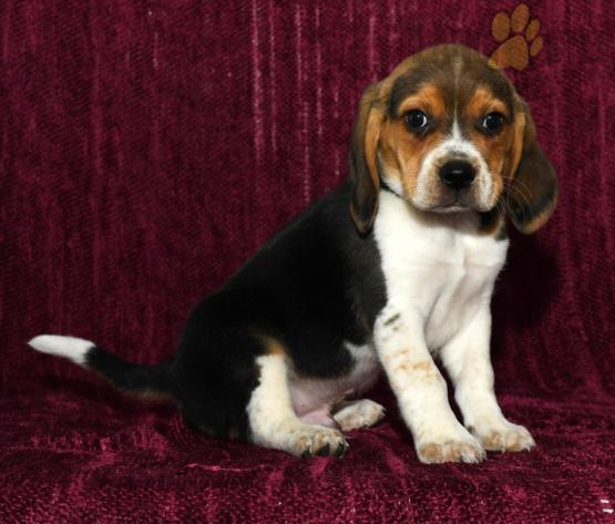 Beagle Image eClassifieds4u